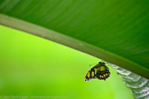 Butterfly Garden at the Peace Lodge