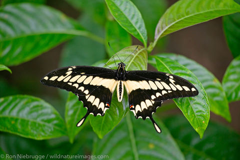Butterfly Garden at the Peace Lodge