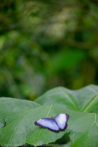 Butterfly Garden at the Peace Lodge
