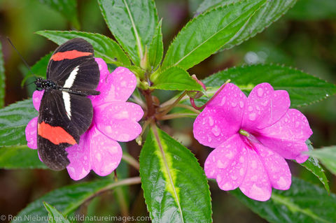 Butterfly Garden at the Peace Lodge