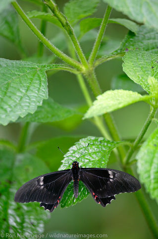 Butterfly Garden at the Peace Lodge