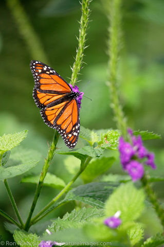 Butterfly Garden at the Peace Lodge
