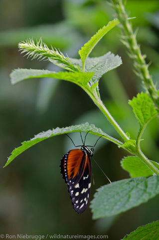 butterfly Garden at the Peace Lodge