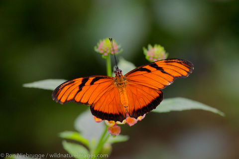 butterfly Garden at the Peace Lodge