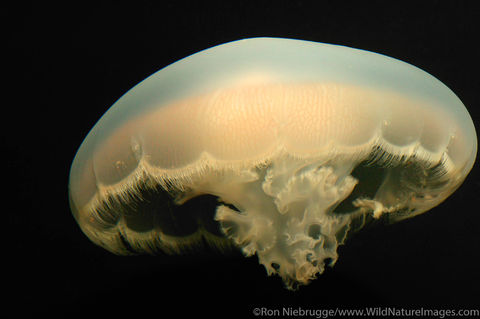 Jellyfish