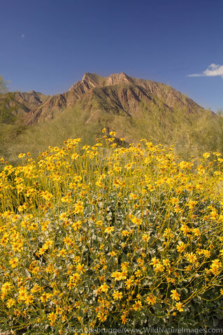 Anza Borrego Desert State Park