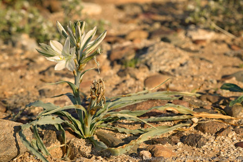 Anza Borrego Desert State Park