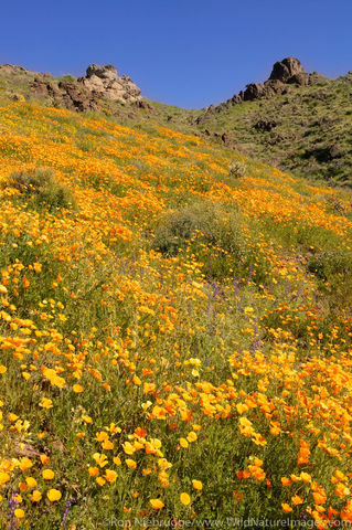 Wildflowers