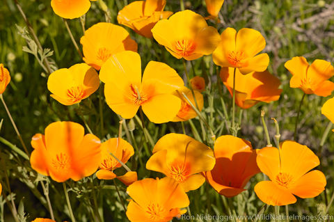 Mexican Gold Poppies