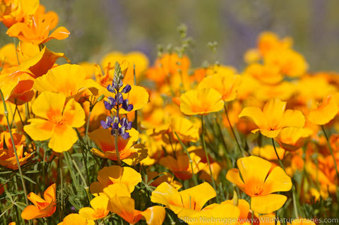 Mexican Gold Poppies