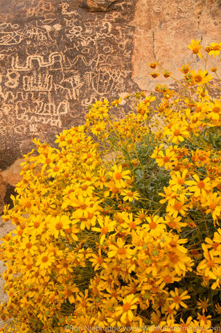 Petroglyph