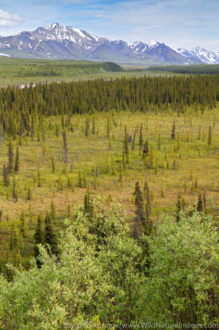 Denali National Park