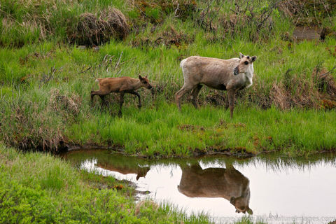 Denali National Park