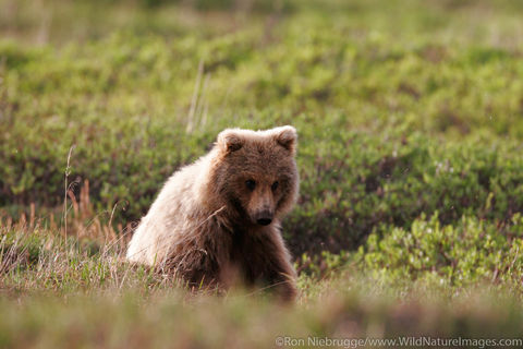 Grizzly Bear