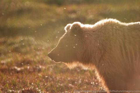 Grizzly Bear