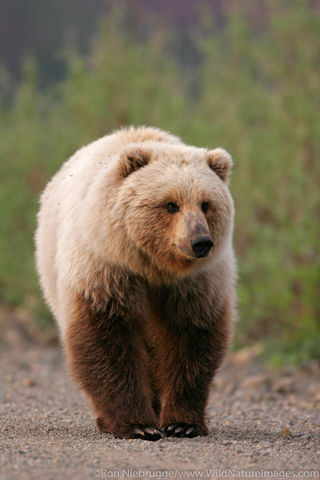 Grizzly Bear