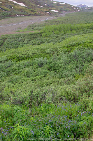 Denali National Park