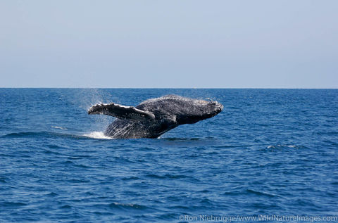 Humpback Whale