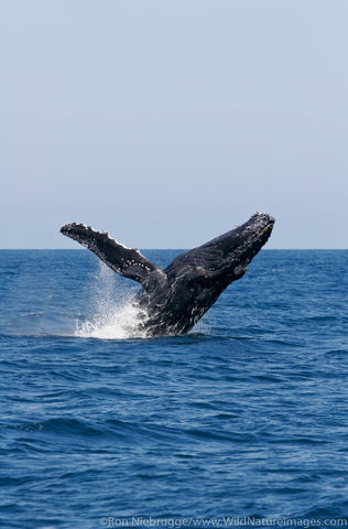 Humpback Whale