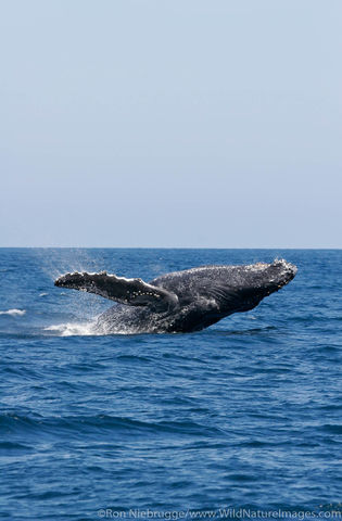 Humpback Whale