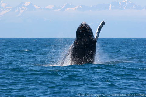Humpback Whale