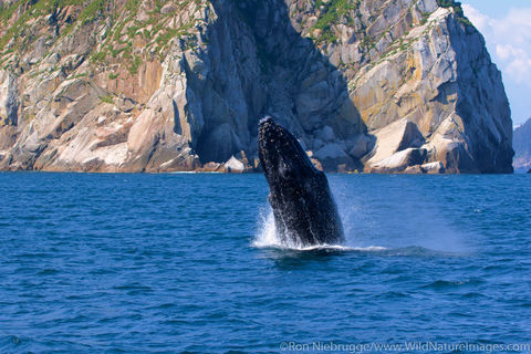Humpback Whale