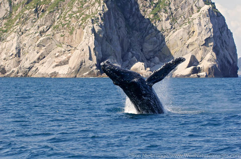 Humpback Whale