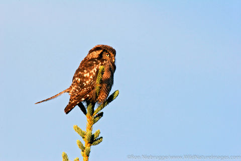 Northern Hawk Owl