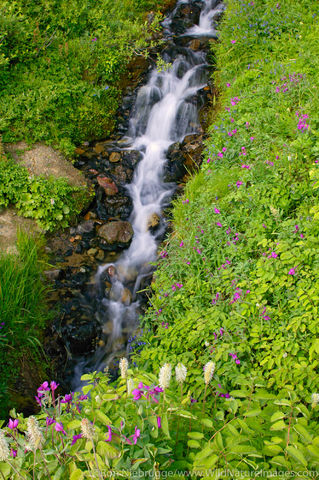 Denali National Park