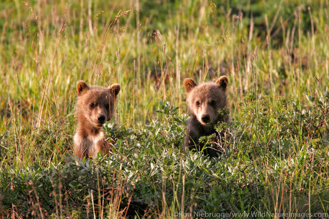 Denali National Park