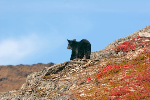 Black Bear, Harding Icefield Trail