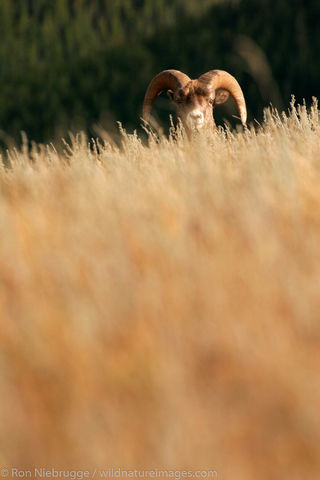 Bighorn Sheep