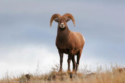 Bighorn Sheep, Jasper National Park