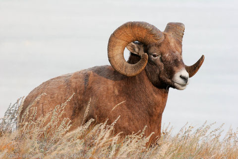 Bighorn Sheep, Jasper National Park