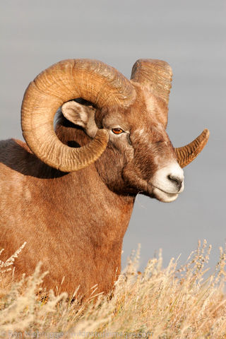 Bighorn Sheep, Jasper National Park