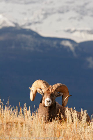 Bighorn Sheep, Jasper National Park