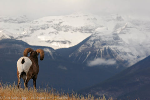 Bighorn Sheep, Jasper National Park