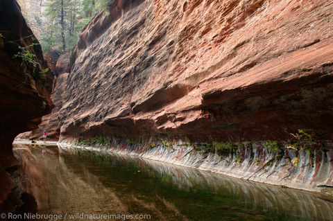 West Fork of Oak Creek trail