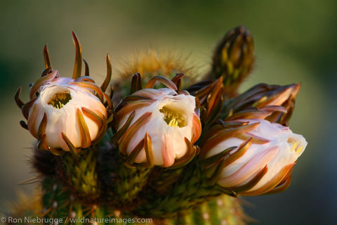 Cactus Flowers