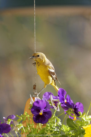 Juvenile Scott's Oriole