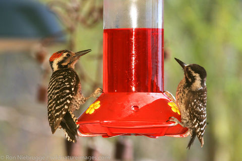 Ladder-Backed Woodpecker 