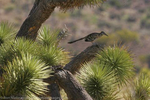 Greater Roadrunner