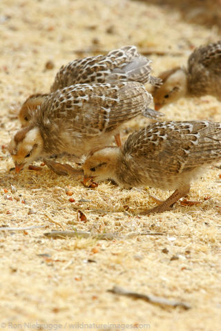 Gambel's Quail