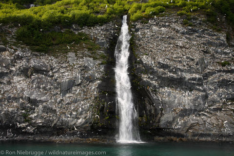 Black-legged Kittiwake Rookery