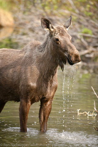 Moose