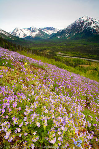 Wildflowers