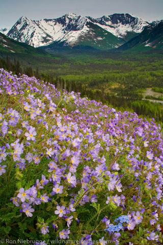 Wildflowers
