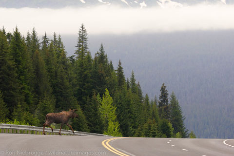 moose