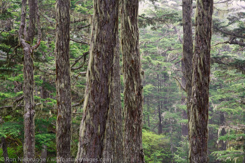 Trees