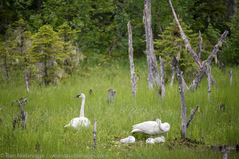 Trumpeter Swan